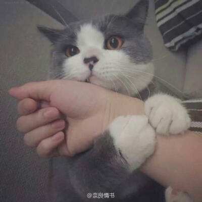 王者之师手游官方版下载